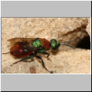 Hedychrum nobile - Sand-Goldwespe 06a.jpg